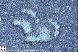 footprints.jpg (25067 bytes)